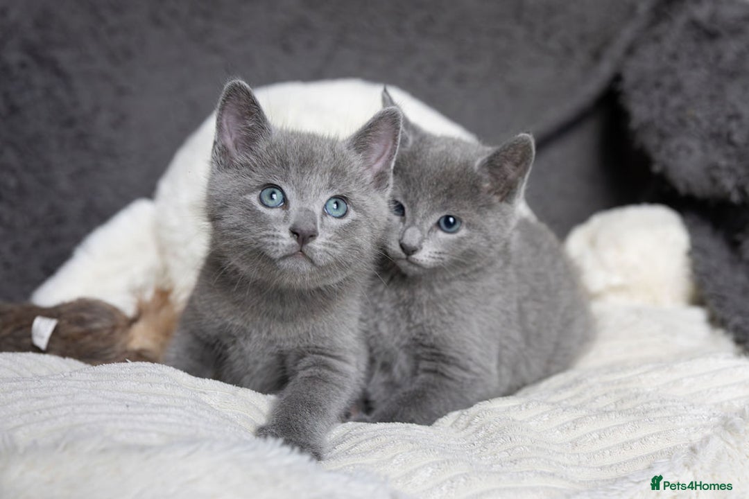 Russian Blue cats for sale: Pure Russian Blue Kittens Available  - Image 18