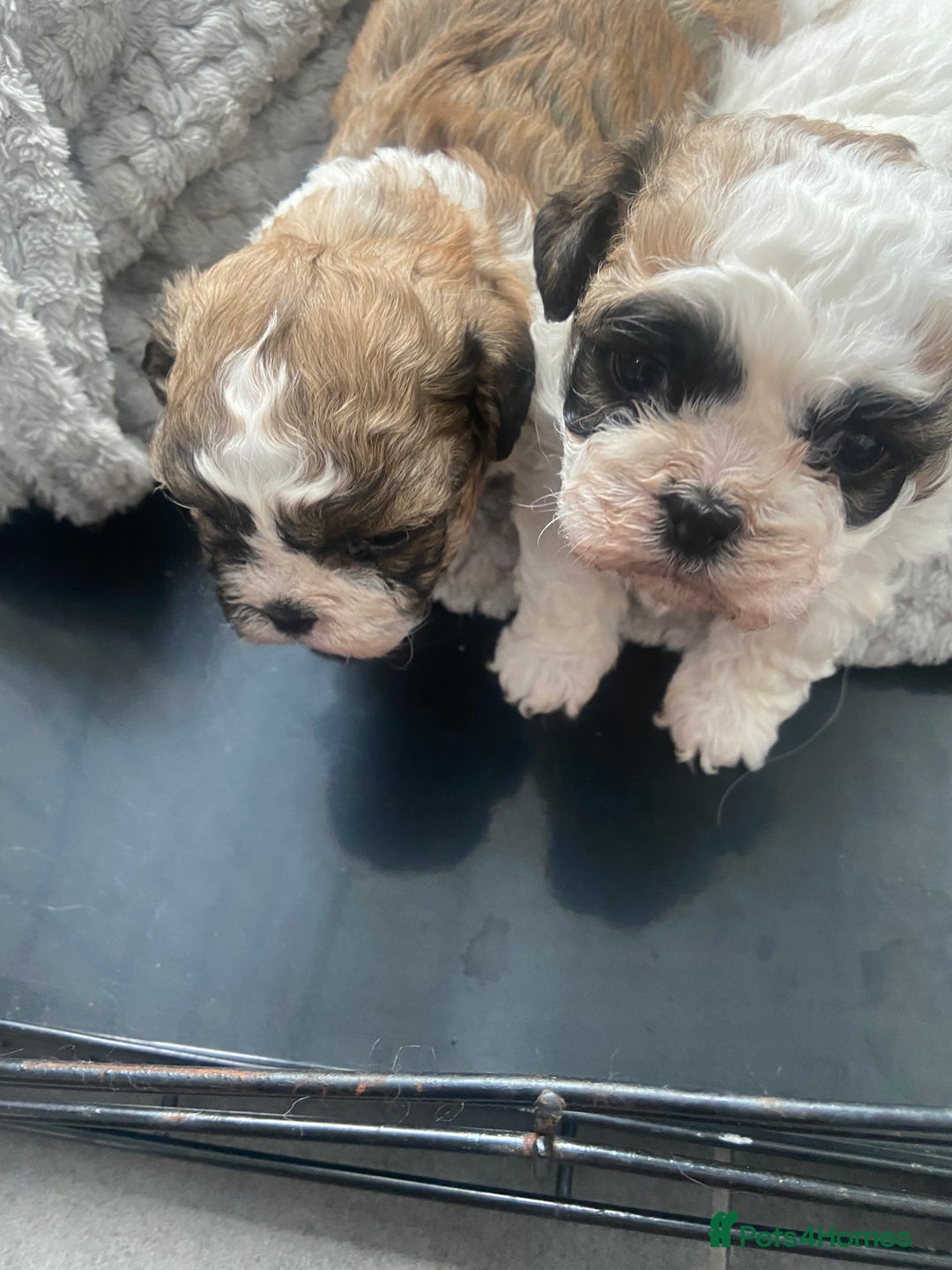Shih Tzu dogs for sale: 1 beautiful shihtzu puppy  - Image 4