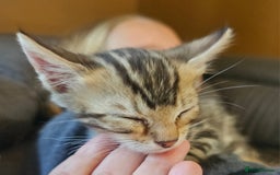 Bengal cats for sale: Bengal kittens. Absolutely beautiful!  - Image 20