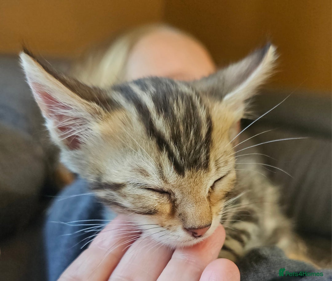 Bengal cats for sale: Bengal kittens. Absolutely beautiful!  - Image 20