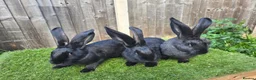 Mixed Breed rabbits for sale: Rabbit Babies Looking for Their Forever Homes! 🐰 - Advert 2