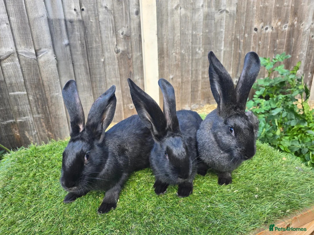 Mixed Breed rabbits for sale: Rabbit Babies Looking for Their Forever Homes! 🐰 - Advert 2