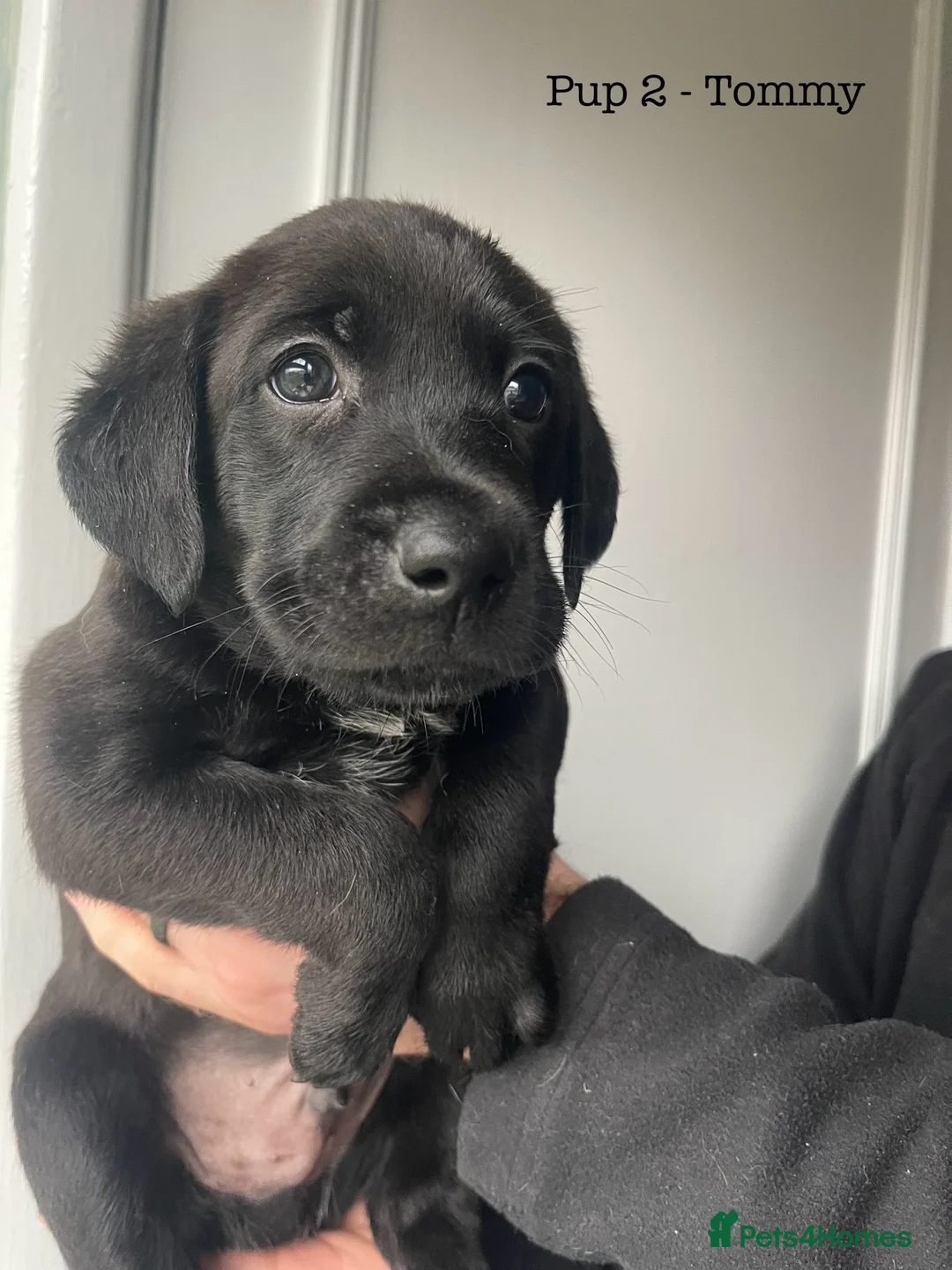 Mixed Breed dogs for sale: Labrador Retriever x Podenco Puppies - Advert 5