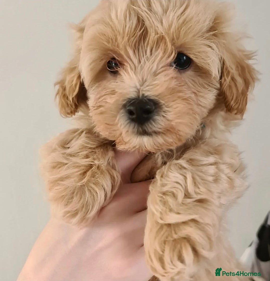 Maltipoo dogs for sale: Exceptionally F1 Maltipoo puppies  - Image 2