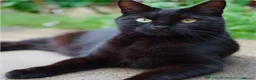 British Shorthair cats for sale: British Shorthair mix with Bombay cat - Advert 3