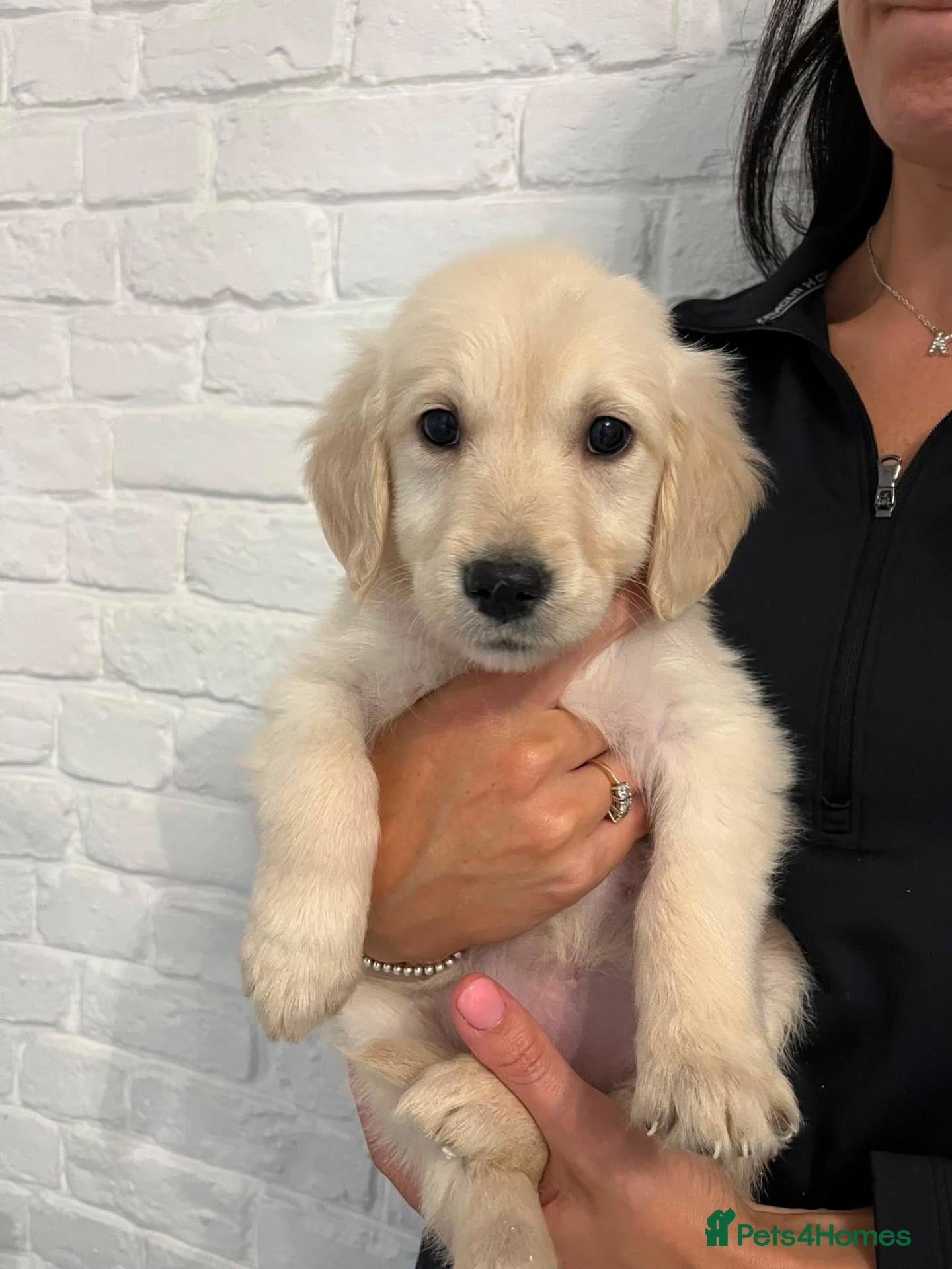 Golden Retriever dogs English cream golden retriever puppies - Advert 1