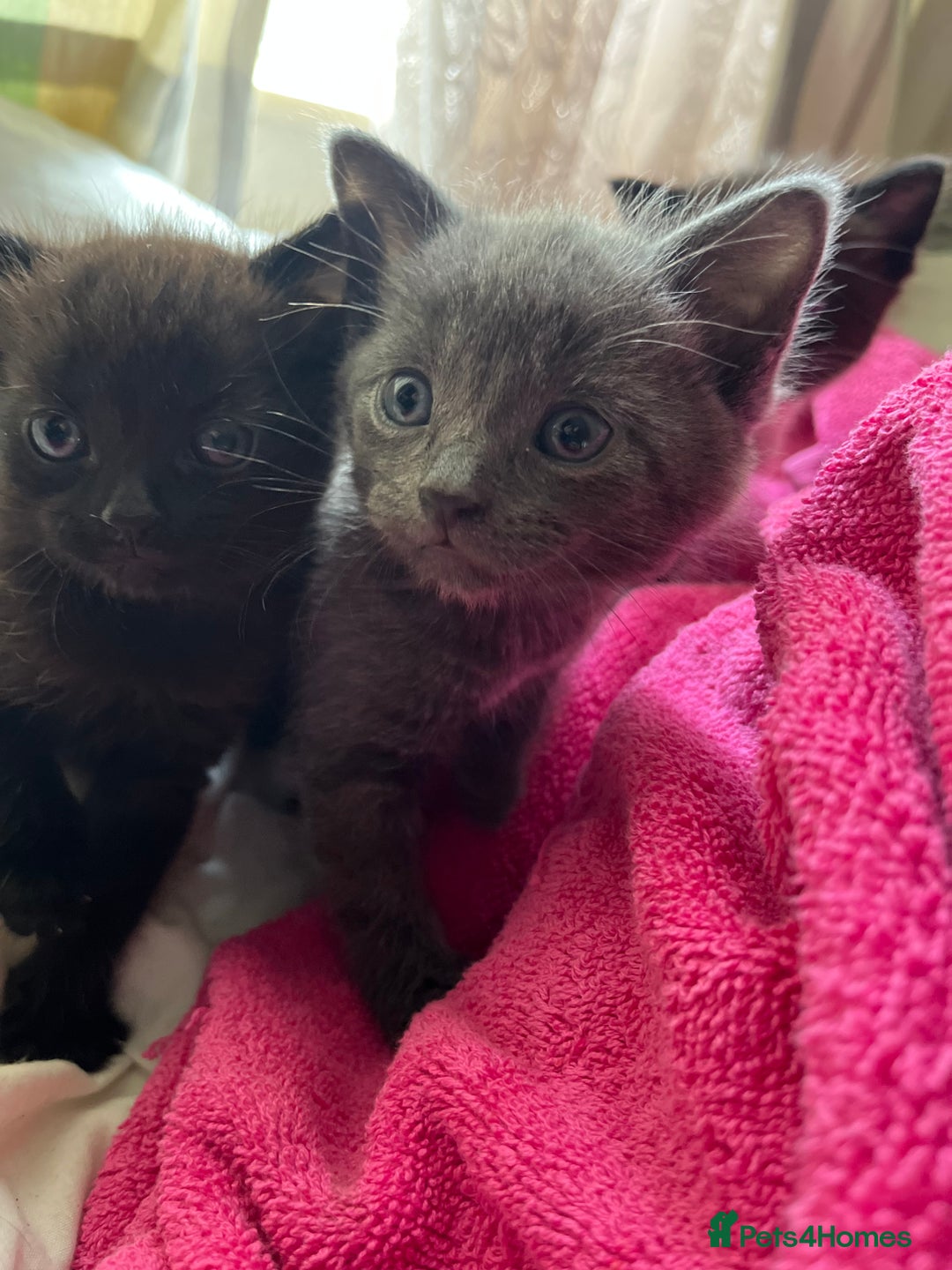 Mixed Breed cats for sale: 3 baby boys looking for their new homes , 4 weeks  - Image 15