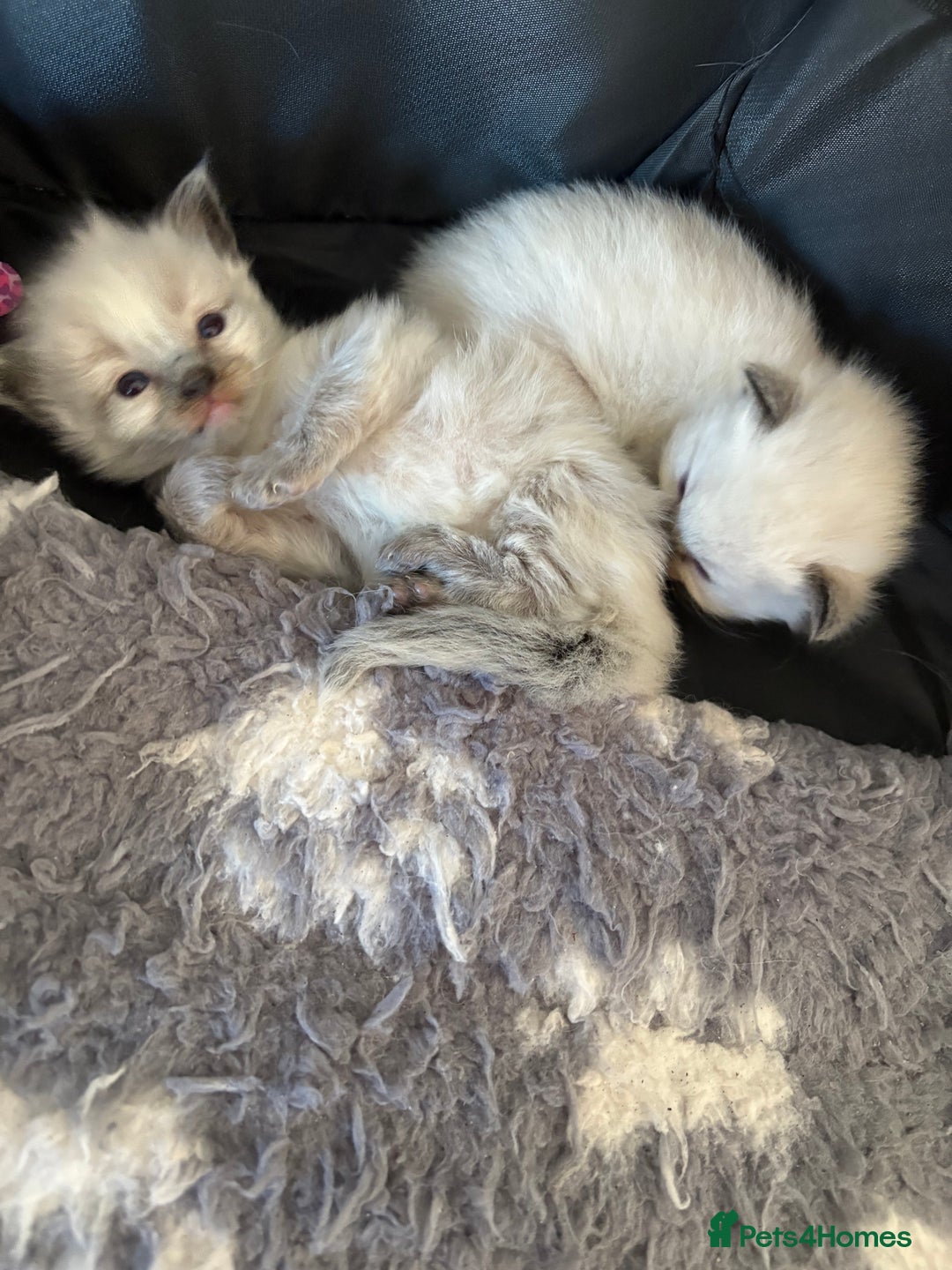 Ragdoll cats for sale: Stunning Ragdoll kittens ready for forever home - Image 10
