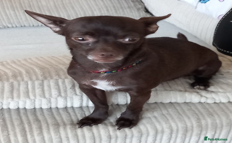 Chorkie dogs - Advert 2