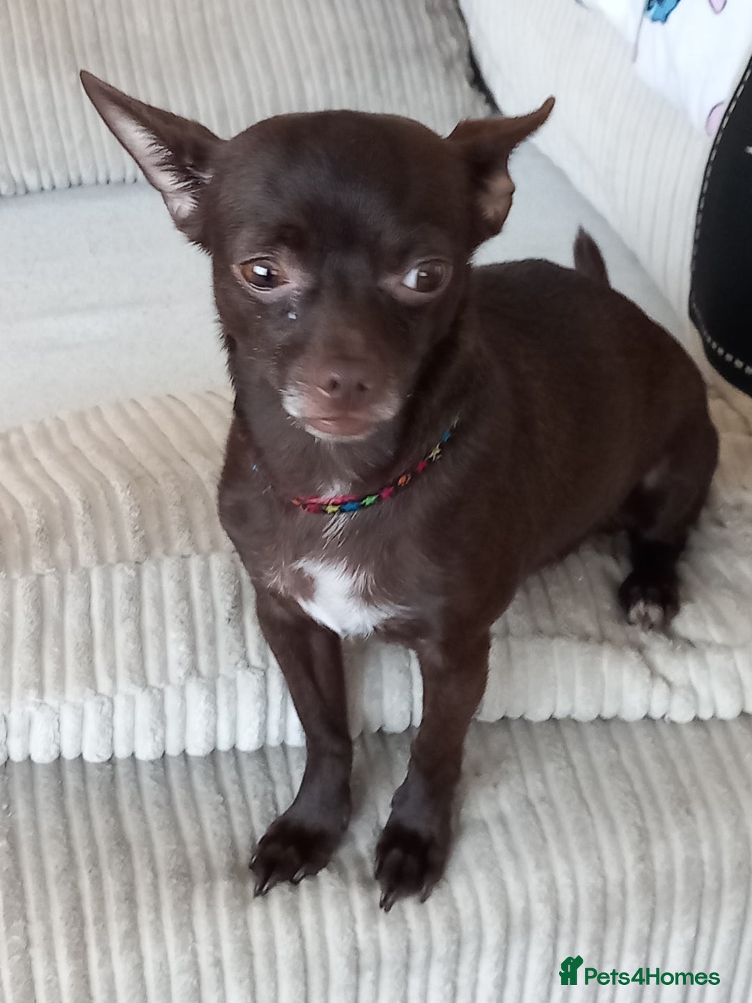 Chorkie dogs for sale: My girl has had 5 beautiful pups - Image 1