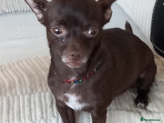 Chorkie dogs - Advert 1