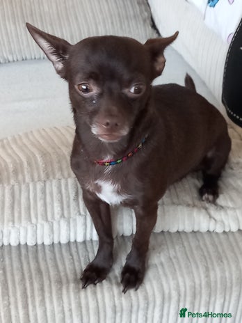 Chorkie dogs - Advert 2