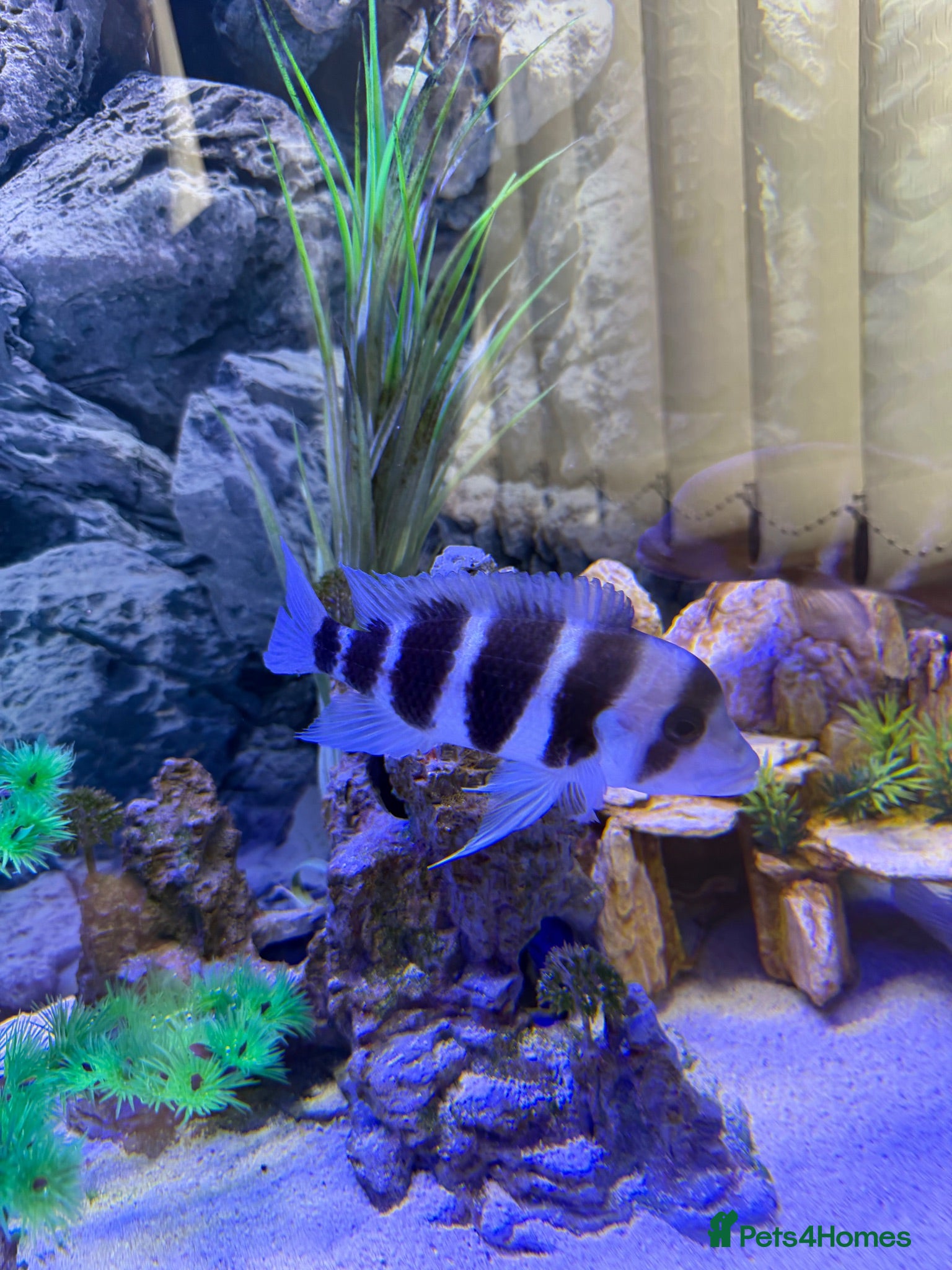 Cichlids fish Frontosa breeding group - Advert 2