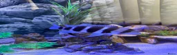 Cichlids fish for sale: Frontosa breeding group - Advert 2