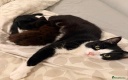 Domestic Shorthair cats for sale: 2 beautiful black and brown kittens  - Image 9