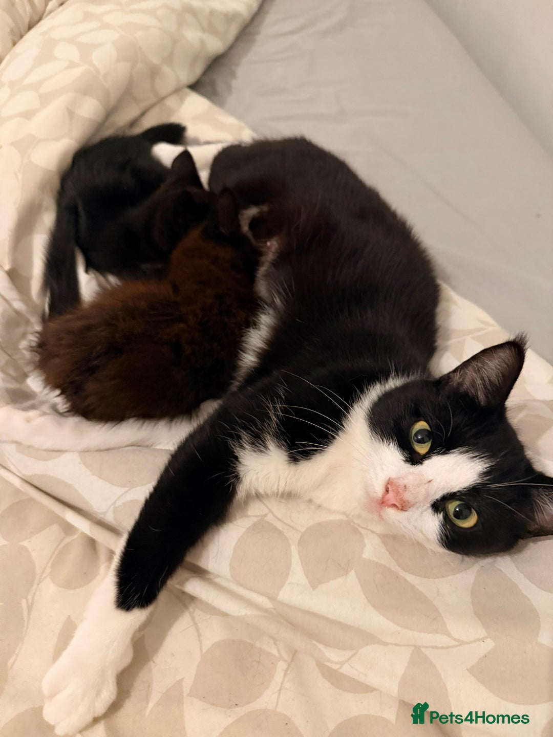 Domestic Shorthair cats for sale: 2 beautiful black and brown kittens  - Image 9