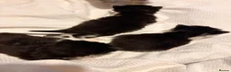 Mixed Breed cats for sale: Ragdoll cross tabby kittens ready in 3 weeks  - Advert 10