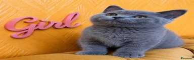 British Shorthair 2