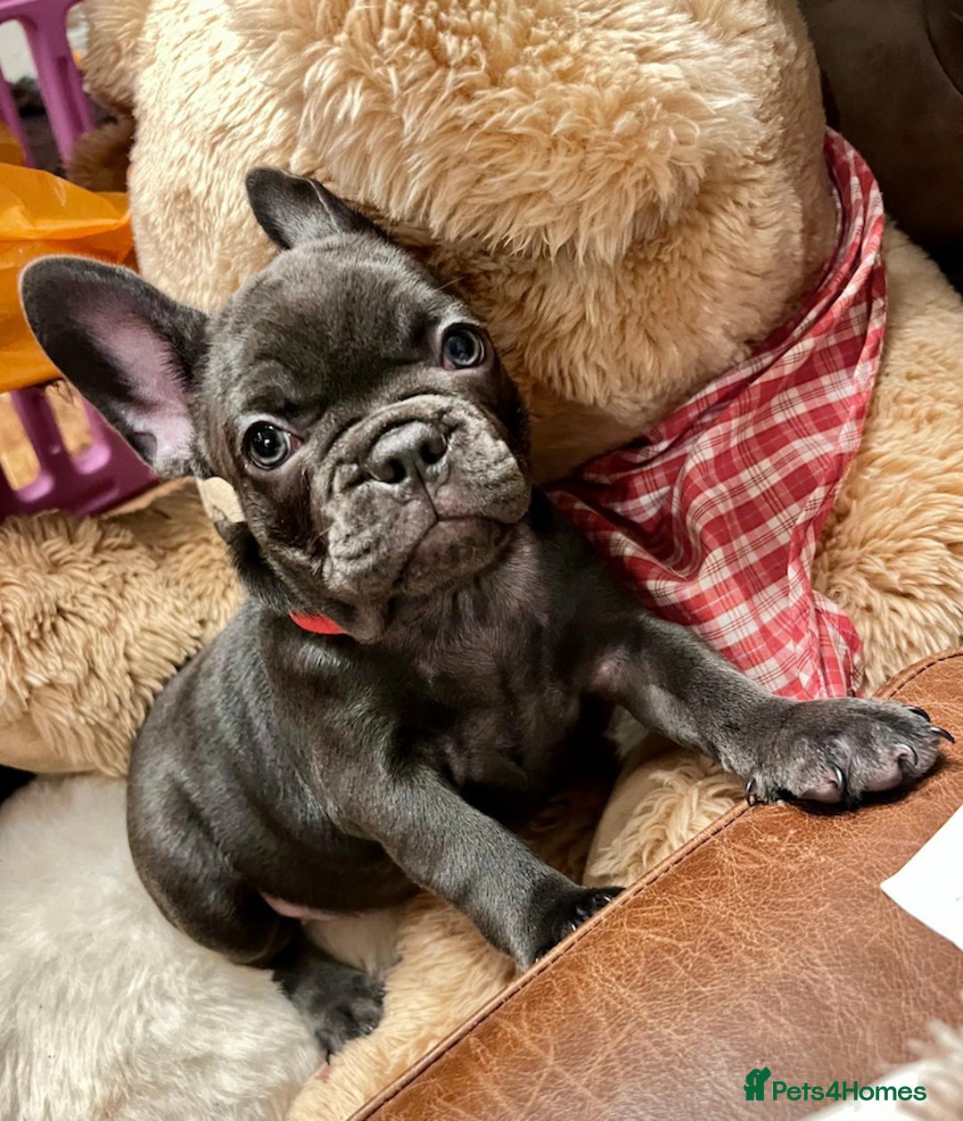 French Bulldog dogs for sale: French Bulldog 3 Boys and 3 girls  - Image 27