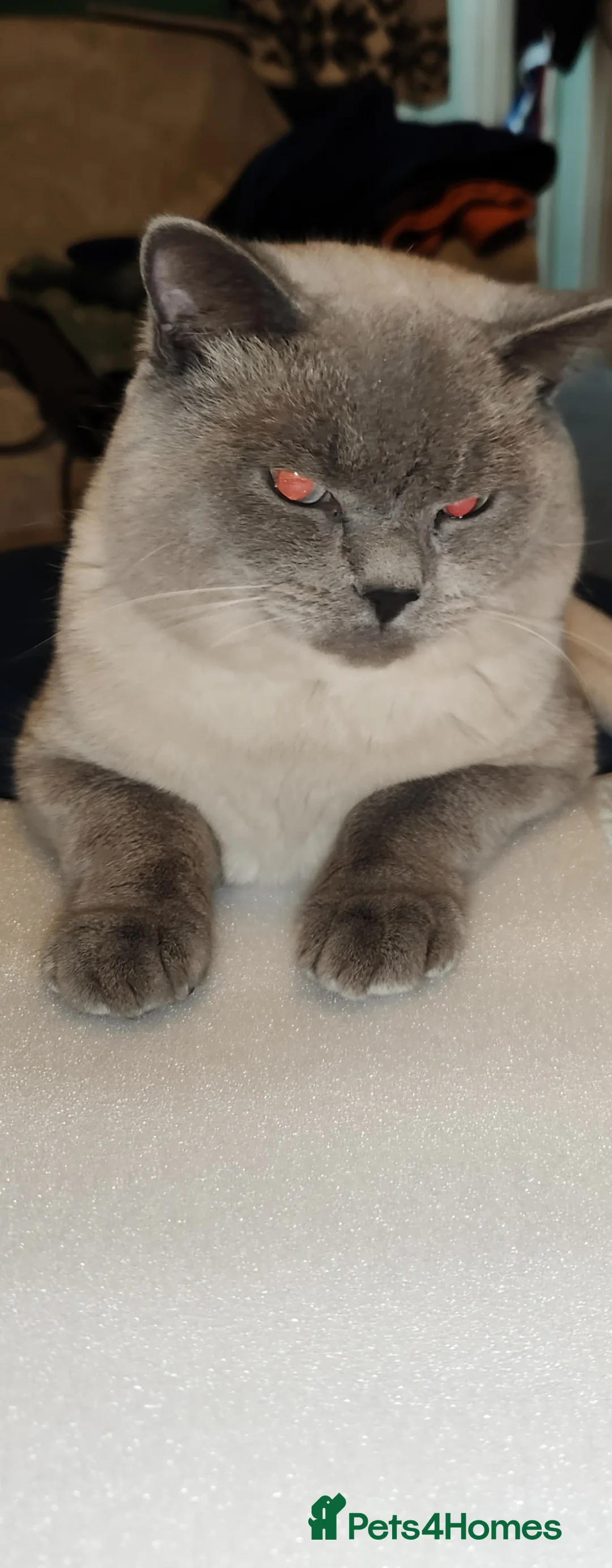 British Shorthair cats for sale: 2 male British short-hair cats  - Advert 3