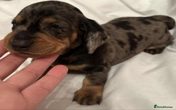 Dachshund dogs for sale: Standard Dachshund Puppies  - Image 16