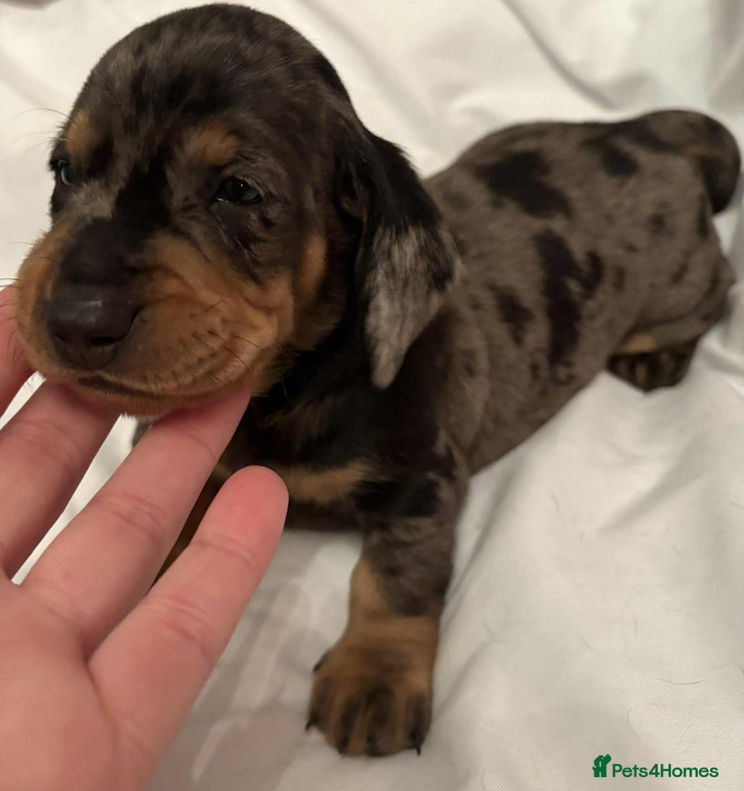 Dachshund dogs for sale: Standard Dachshund Puppies  - Image 16