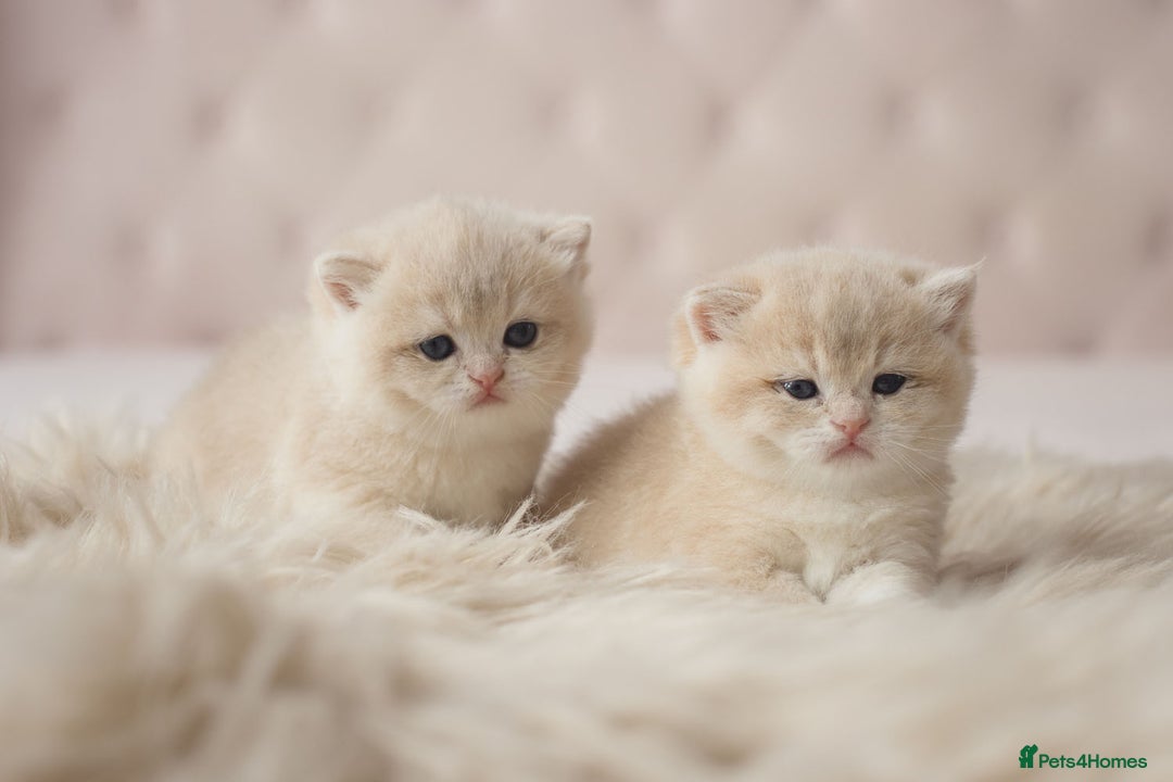 British Shorthair cats for sale: Chubby Golden Blue BSH girls - Image 10