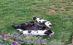 Mixed Breed dogs for sale: Jack Russell and Coker Spaniel  - Image 1
