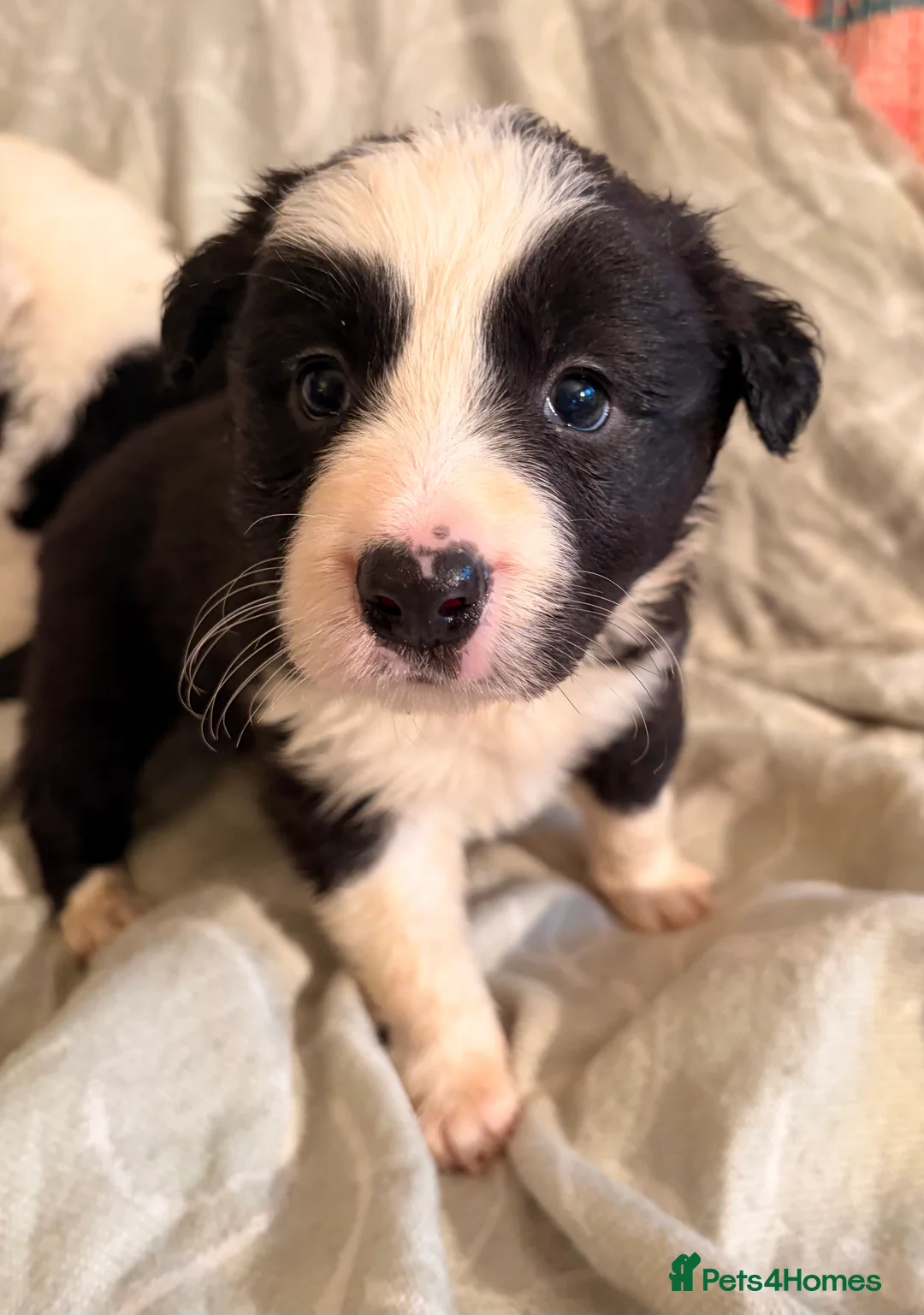 Border Collie dogs for sale: HEALTH TESTED CLEAR PARENTS BORDER COLLIE PUPS - Advert 4