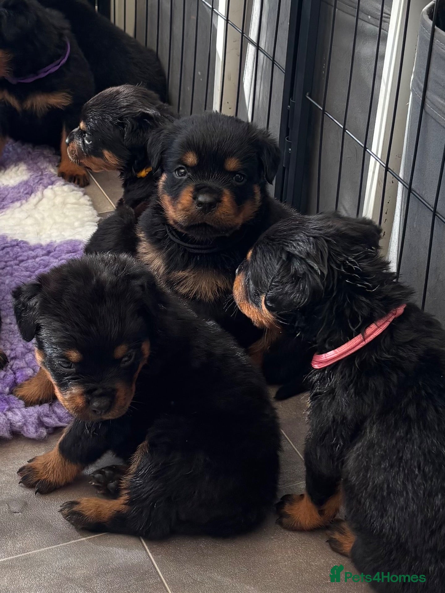 Rottweiler dogs ⭐️ Outstanding Rottweiler Puppies ⭐️ - Advert 15