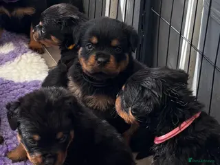 Rottweiler dogs ⭐️ Outstanding Rottweiler Puppies ⭐️ - Advert 15