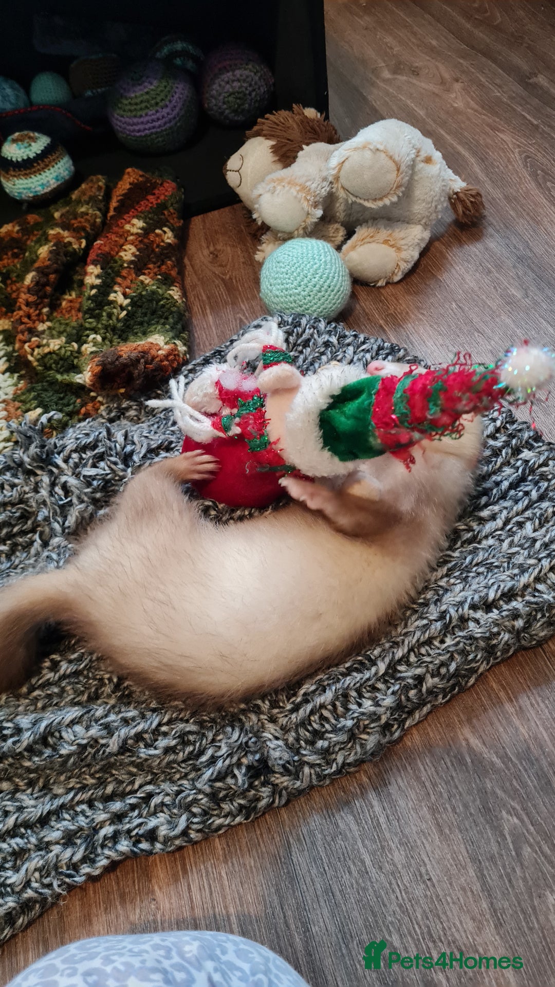 Ferret rodents for sale: Mia ferret - Image 2