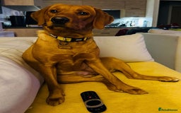 Labrador Retriever dogs for sale: Sykehead are expecting Fox Red lab pups  - Image 13