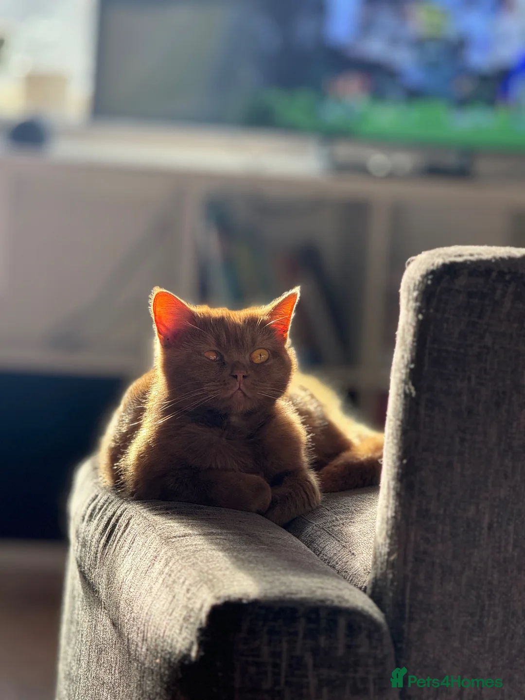 British Shorthair cats for sale: Adorable British Shorthair Blue Kittens in Chard - Advert 2
