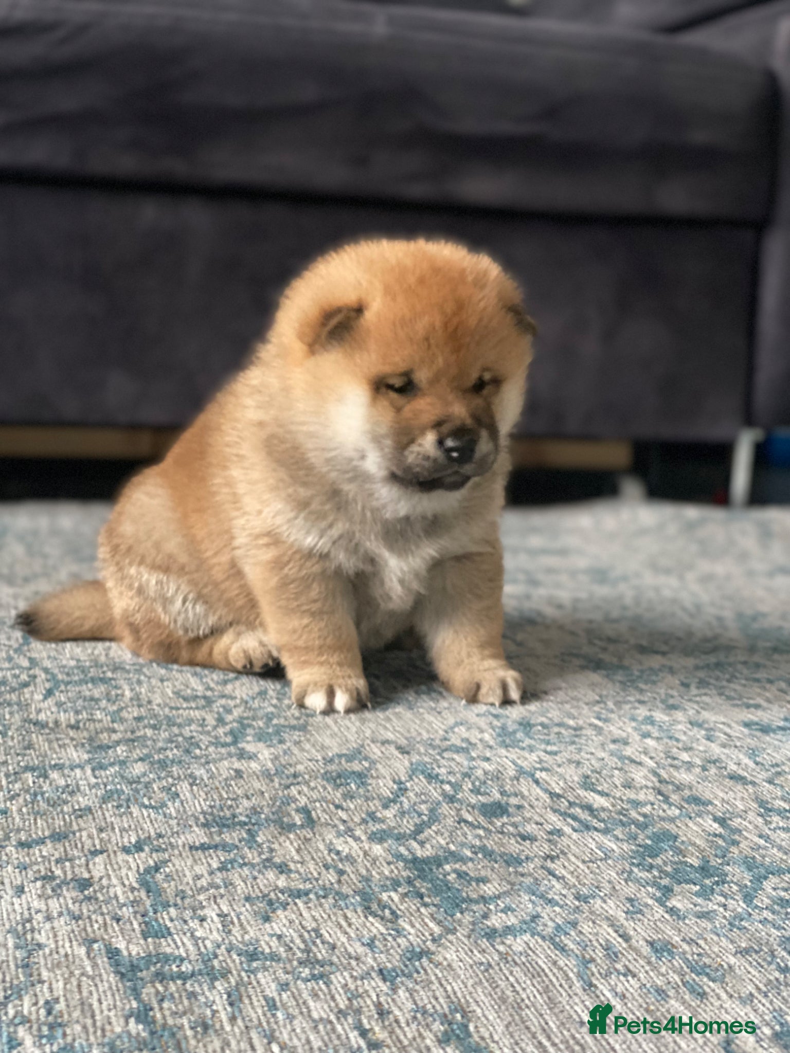 Japanese Shiba Inu dogs Clear DNA red Shiba Inu puppy champion parents - Advert 11