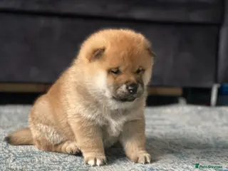 Japanese Shiba Inu dogs Clear DNA red Shiba Inu puppy champion parents - Advert 11