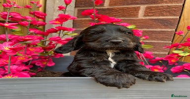 Cocker Spaniel dogs - Advert 6