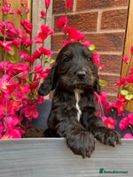 Cocker Spaniel dogs - Advert 6
