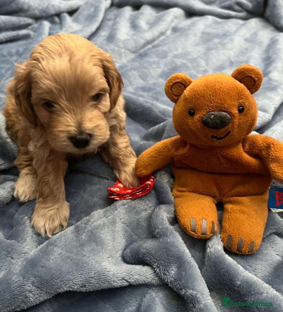 Cockapoo dogs for sale: Beautiful litter of cockapoos - Image 19