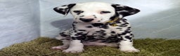 Dalmatian dogs for sale: Show Line LUA KC Dalmatian Puppies - Licensed - Advert 21