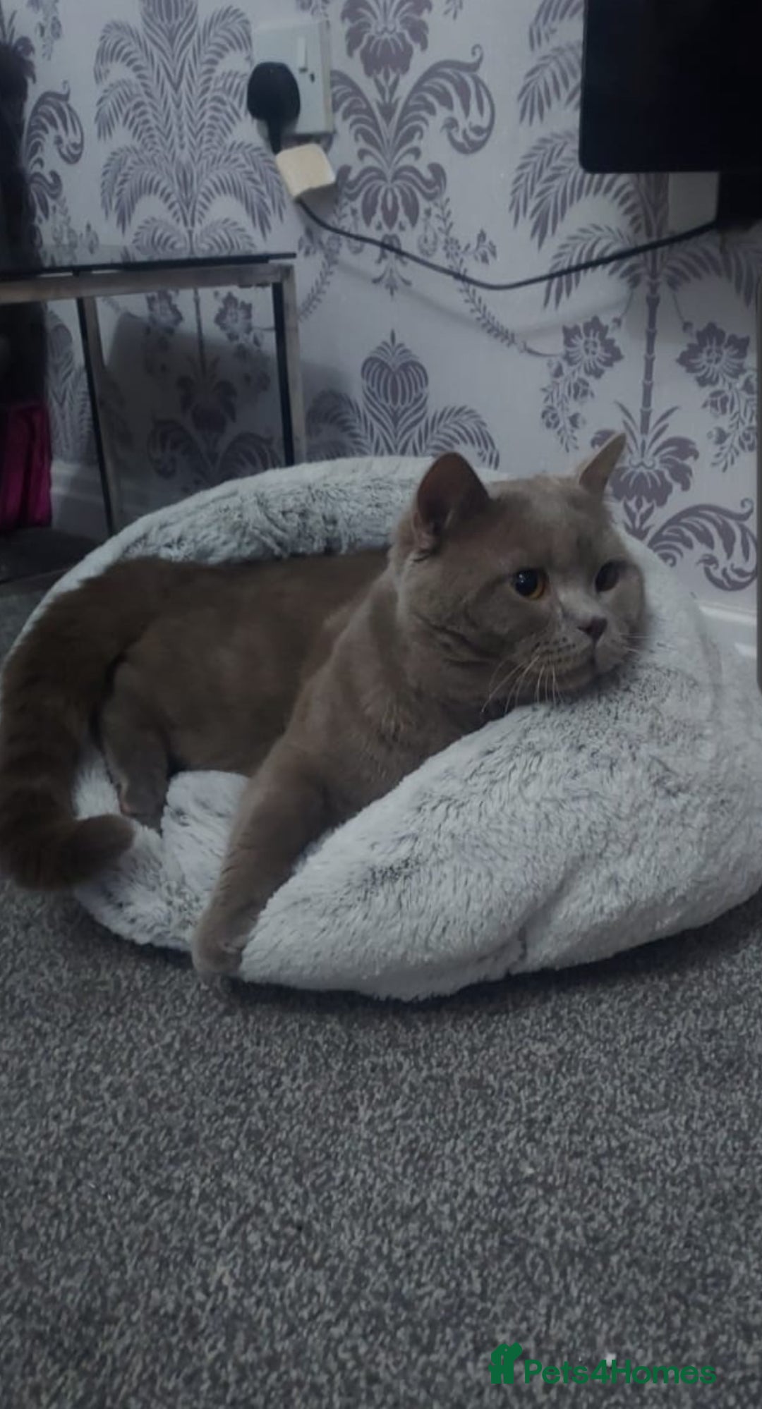 British Shorthair cats for sale: 6 British short hair kittens looking for a home!  - Image 6