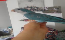 Parakeets birds for sale: Cute Quaker parrots hand reared male and female - Image 20