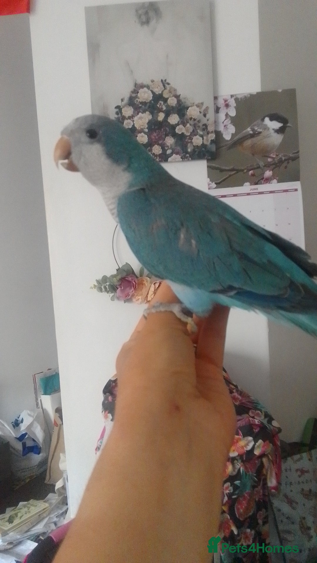 Parakeets birds for sale: Cute Quaker parrots hand reared male and female - Image 20
