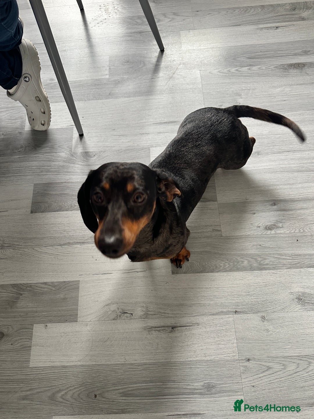 Dachshund dogs for stud: Beautiful Dachshund Dapple stud  in Manchester - Advert 4