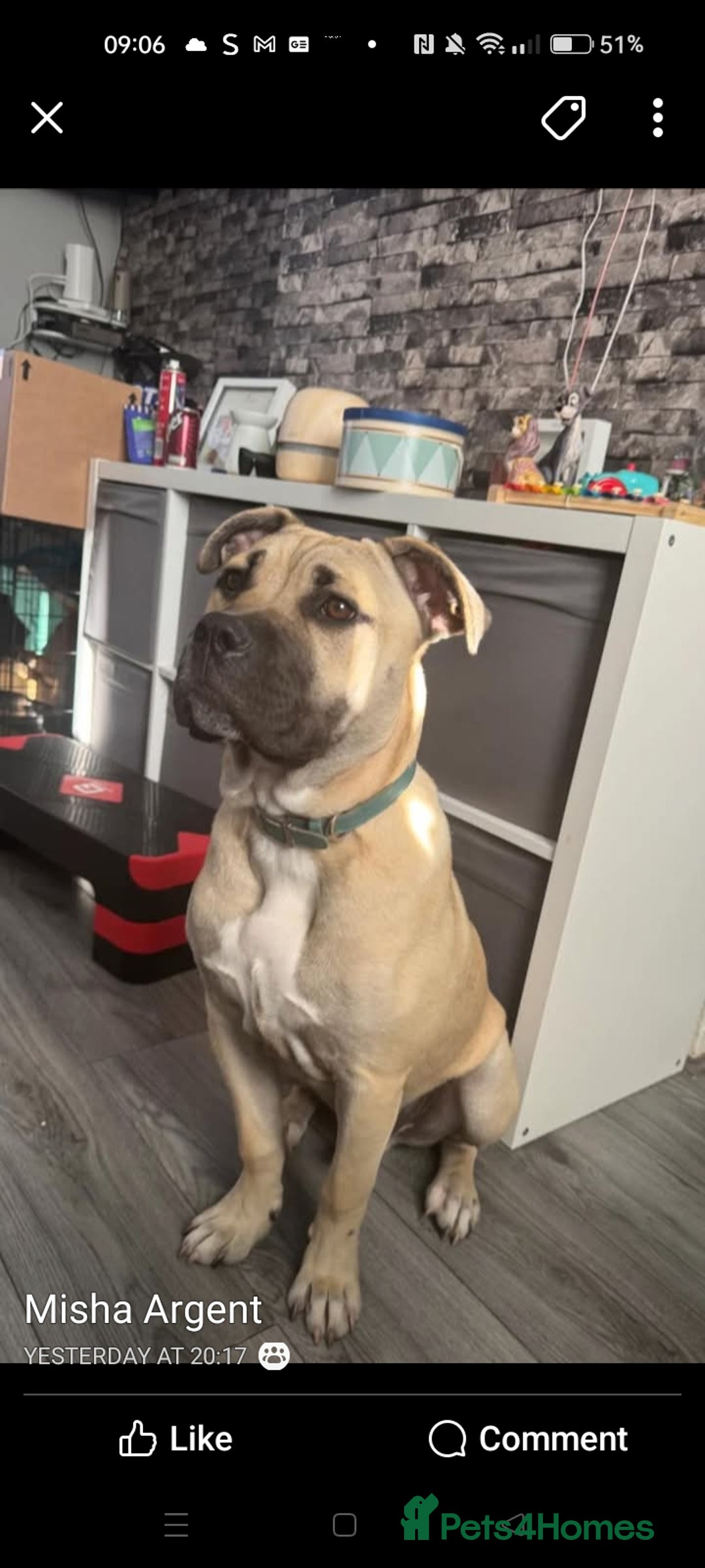 Mixed Breed dogs for sale: AMERICAN BULLDOG MIX FOR SALE ASAP - Image 19
