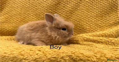 Mini Lop rabbits - Advert 1