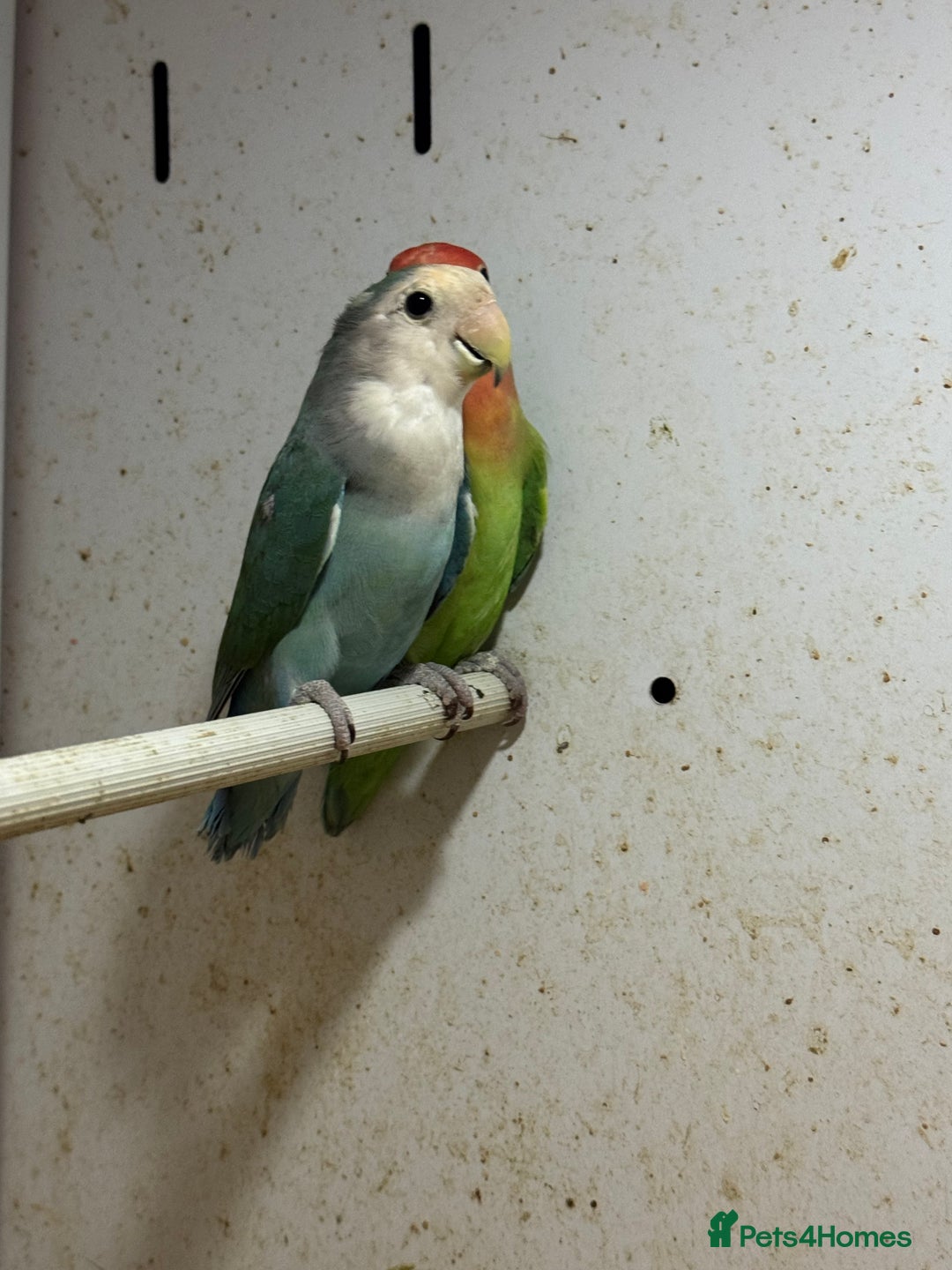 Lovebirds birds for sale: Lovebird females  - Advert 1