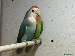 Lovebirds birds Lovebird females - Advert 2