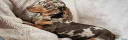 Dachshund dogs for sale: Dachshund pups looking for forever homes   - Advert 8