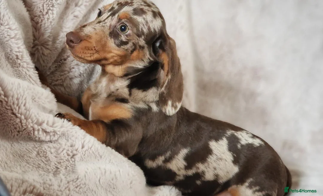 Dachshund dogs for sale: Dachshund pups looking for forever homes   - Advert 8